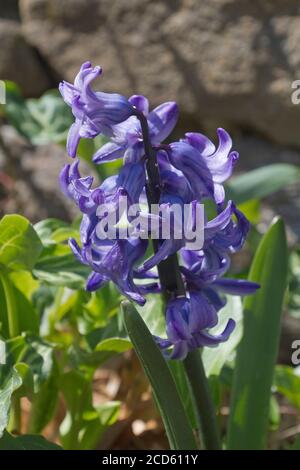 Gros plan d'une plante de jacinthe à fleurs aux couleurs vives et aux fleurs violettes symbolisant la prudence, la constance, le désir du ciel et la tranquillité d'esprit Banque D'Images