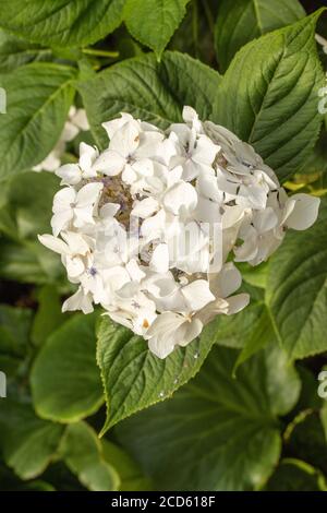 Photo de fleur en gros plan Hydrangea 'Lanarth White' Banque D'Images