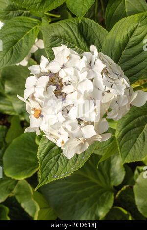 Photo de fleur en gros plan Hydrangea 'Lanarth White' Banque D'Images