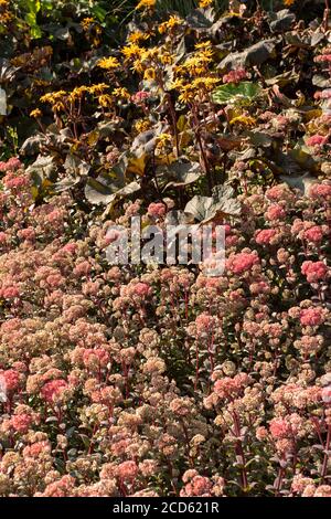 Hyotelephium 'Red Cauli' gros plan et floraison sous le soleil d'été Banque D'Images