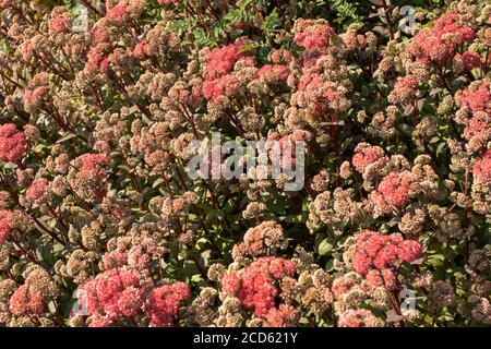 Hyotelephium 'Red Cauli' gros plan et floraison sous le soleil d'été Banque D'Images