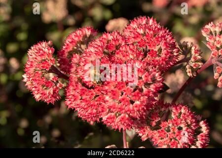 Hyotelephium 'Red Cauli' gros plan et floraison sous le soleil d'été Banque D'Images