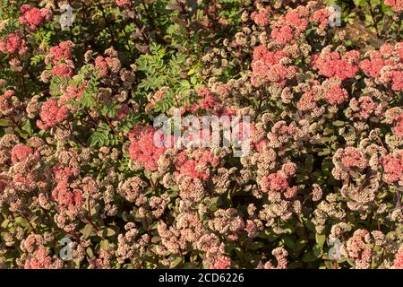 Hyotelephium 'Red Cauli' gros plan et floraison sous le soleil d'été Banque D'Images