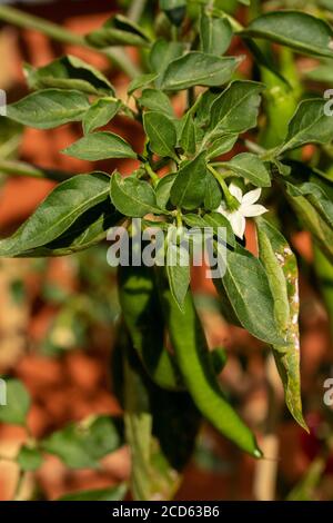 Piment (corne de chèvre) fruit et fleur contre le feuillage verdant Banque D'Images