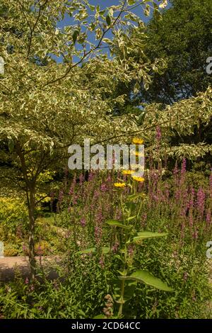 Inula Magnifica dans un jardin et soleil anglais d'été Banque D'Images