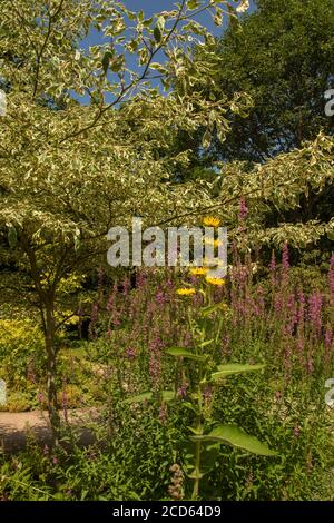 Inula Magnifica dans un jardin et soleil anglais d'été Banque D'Images