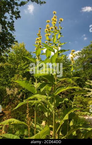 Inula Magnifica dans un jardin et soleil anglais d'été Banque D'Images