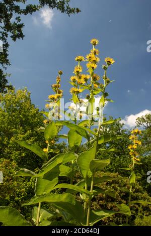 Inula Magnifica dans un jardin et soleil anglais d'été Banque D'Images