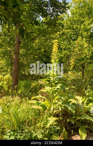 Inula Magnifica dans un jardin et soleil anglais d'été Banque D'Images