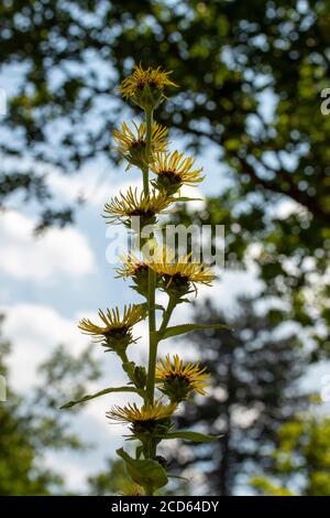 Inula Magnifica dans un jardin et soleil anglais d'été Banque D'Images