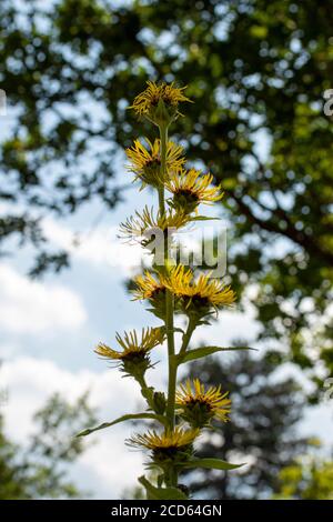 Inula Magnifica dans un jardin et soleil anglais d'été Banque D'Images