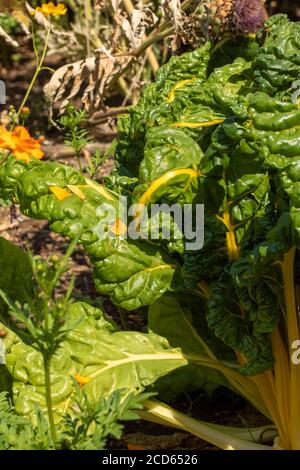 Ingrédient alimentaire de légumes verts de Chard suisse Banque D'Images