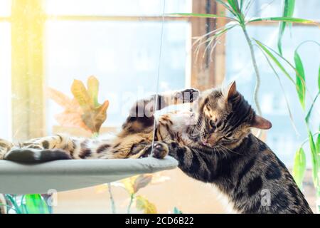 Deux chatons bengale mignons de couleur or et chorocoal se posant sur le lit de fenêtre du chat jouant et luttant. Banque D'Images