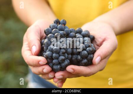 Les mains des femmes tiennent des grappes de raisins fraîchement récoltés dans le vignoble Banque D'Images