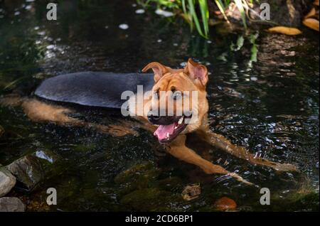 Hong Kong, Chine : 26 août 2020. Un chien se rafraîchit dans un ruisseau à Natures Harvest Farm à Pak Shui Wun, Port Shelter Hong Kong. Avec des températures de 351/4 de Banque D'Images