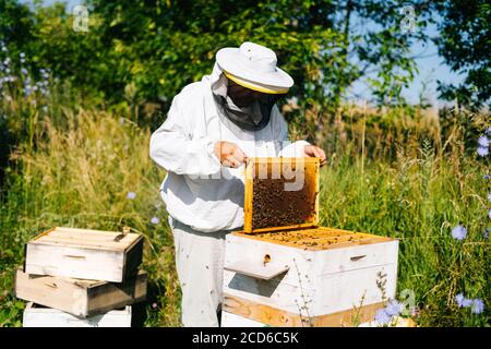 Apiculteur soulevant et examinant le nid d'abeilles plein d'abeilles sur le châssis pour contrôler la situation dans la colonie d'abeilles. Banque D'Images