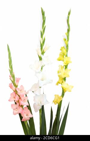 Composition de fleurs avec beau gladiolus isolé sur fond blanc. Banque D'Images