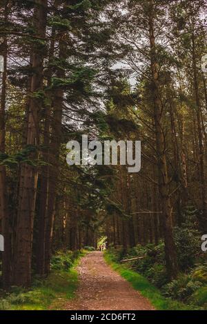 Grand contrefort dans la forêt de l'Irlande Banque D'Images