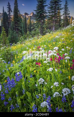 Pré de fleurs sauvages au Paradise, le Mont Rainier, Washington, USA Banque D'Images
