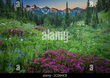 Pré de fleurs sauvages au Paradise, le Mont Rainier, Washington, USA Banque D'Images