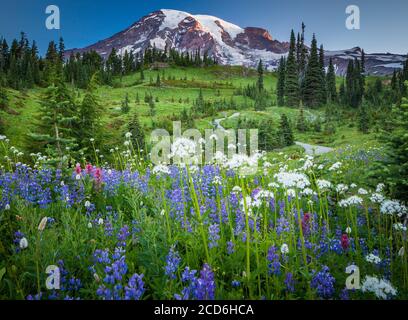 Pré de fleurs sauvages au Paradise, le Mont Rainier, Washington, USA Banque D'Images