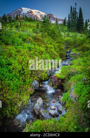 Prairie de fleurs sauvages et ruisseau à Paradise, Mount Rainier, Washington, États-Unis Banque D'Images