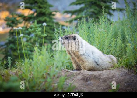 Marmottes à Paradise, Mount Rainier, Washington, États-Unis Banque D'Images