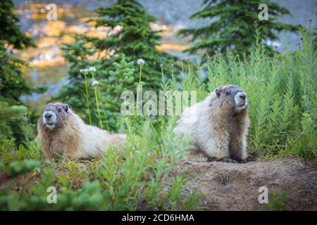 Marmottes à Paradise, Mount Rainier, Washington, États-Unis Banque D'Images