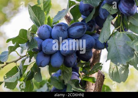 Branche d'arbres pleine de prunes dans le jardin d'été, récolte de fruits d'automne, Europe, République tchèque Banque D'Images