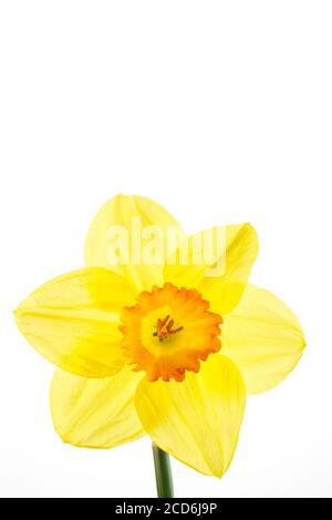 Vue rapprochée d'une fleur de jonquille à fleur de printemps jaune. Banque D'Images