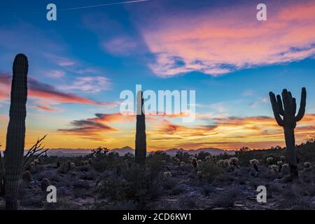 Coucher de soleil et Saguaros dans le désert de l'Arizona Banque D'Images