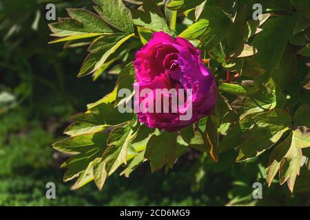 Pivoine rose gros plan sur un lit de fleurs. Fond floral de printemps. Belle fleur dans le jardin. Fleur de pivoine rose-violet avec un noyau jaune. B Banque D'Images