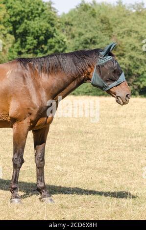 Deutsches Sportpferd ou Turnierpferd, chevaux domestiques (Equus ferus caballus) paître sur un pâturage dans la campagne en Allemagne, Europe occidentale Banque D'Images