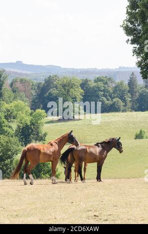 Deutsches Sportpferd ou Turnierpferd, chevaux domestiques (Equus ferus caballus) paître sur un pâturage dans la campagne en Allemagne, Europe occidentale Banque D'Images