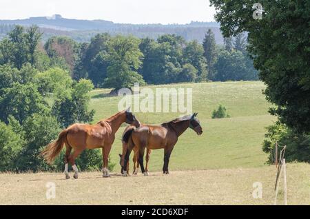 Deutsches Sportpferd ou Turnierpferd, chevaux domestiques (Equus ferus caballus) paître sur un pâturage dans la campagne en Allemagne, Europe occidentale Banque D'Images