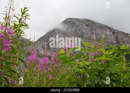 Fleurs violettes aux feuilles vertes Chamaenerion angustifolium, pompier, rosebay willowherb Banque D'Images