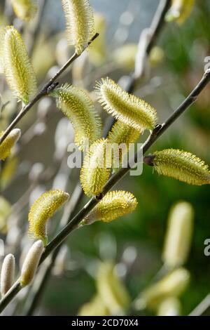 Chatons de saule de dune, saule côtier ou saule de Hooker. Salix hookeriana au début du printemps Banque D'Images