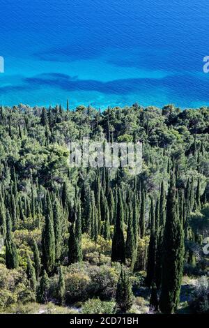 Cyprès méditerranéen (Cupressus sempervirens) croissant sur la côte près d'Orebic, péninsule de Peljesac, Croatie. Banque D'Images