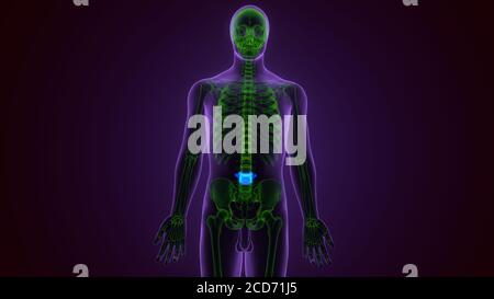 Concept d'illustration 3D vertèbres lombaires de la colonne vertébrale de la moelle épinière De l'anatomie du système de squelette humain Banque D'Images