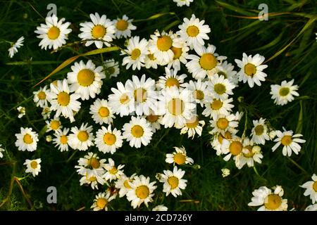 La mayonnaise de mer (Tripleurospermum maritimum). Islande Banque D'Images