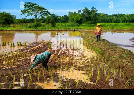 Les femmes plantant du riz en Thaïlande rurale Banque D'Images