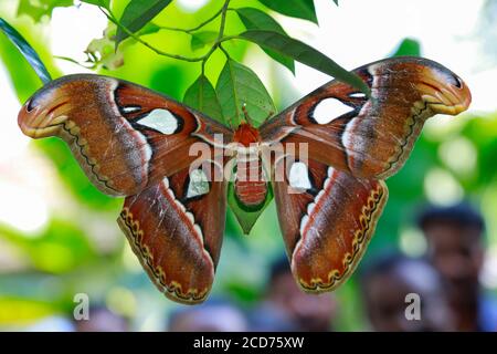 Beau grand papillon, Atlas géant Moth-aka, Atlas Attacus dans l'habitat de forêt verte, Inde. La teigne de l'atlas est l'un des lépidoptères les plus grands Banque D'Images