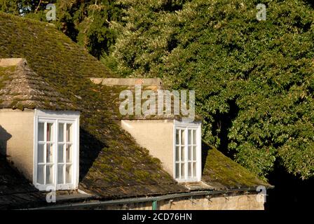 Deux dortoirs dans un toit en mosaïque recouvert de mousse, Cambridgeshire, Angleterre Banque D'Images