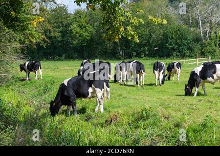 Troupeau de vaches noires et blanches dans la campagne britannique à West Sussex, Angleterre, Royaume-Uni. Banque D'Images