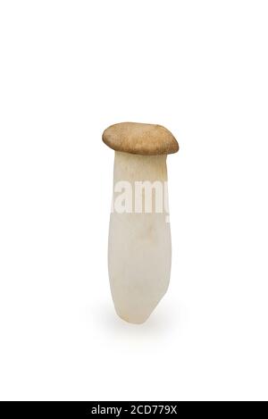 Groupe de champignons Oyster King crus organiques ou pleurotus eryngii sur fond blanc isolé avec chemin de coupure en vertical. Eryngii frais ou trompette m Banque D'Images