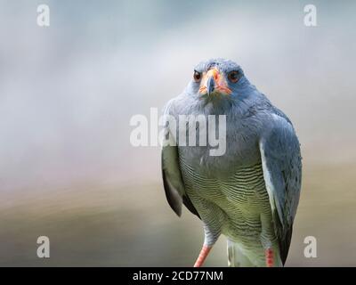 Faucon de chants orientaux, Melierax poliopterus. Banque D'Images