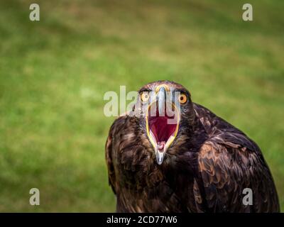 Oiseau en colère, aigle. Ouverture large de la bouche Banque D'Images