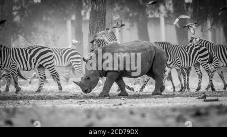 Rhino et zèbres dans le safari - Noir et blanc Banque D'Images