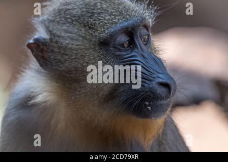 Portrait isolé en gros plan d'un singe babouin- Israël Banque D'Images