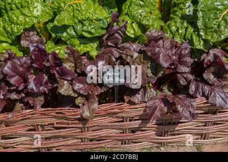 Signe d'identification botanique de la racine de betteraves « sang de taureaux » légumes (Beta vulgaris) Avec les feuilles vertes de Chard jaune en arrière-plan Banque D'Images
